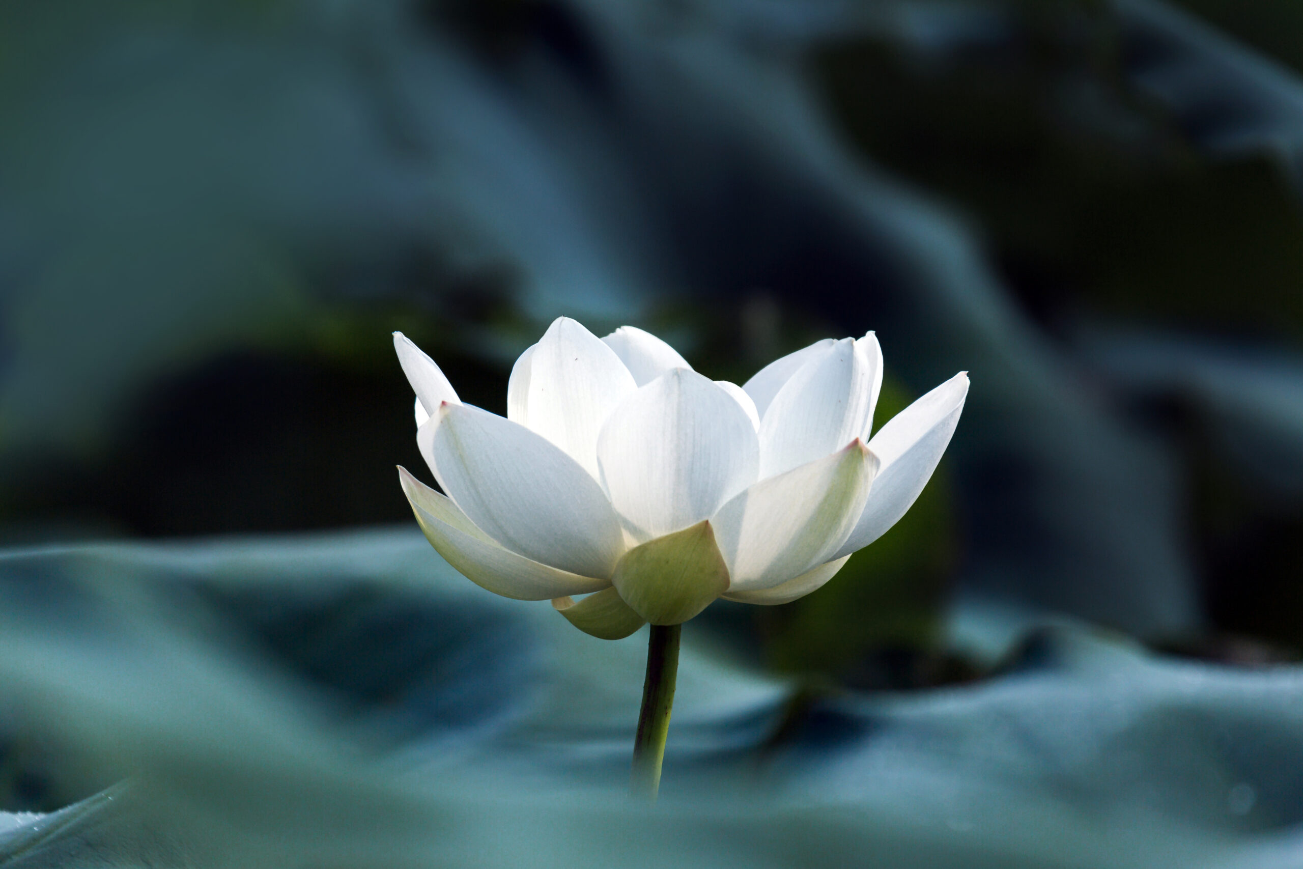 white blooming white lotus with green leaves